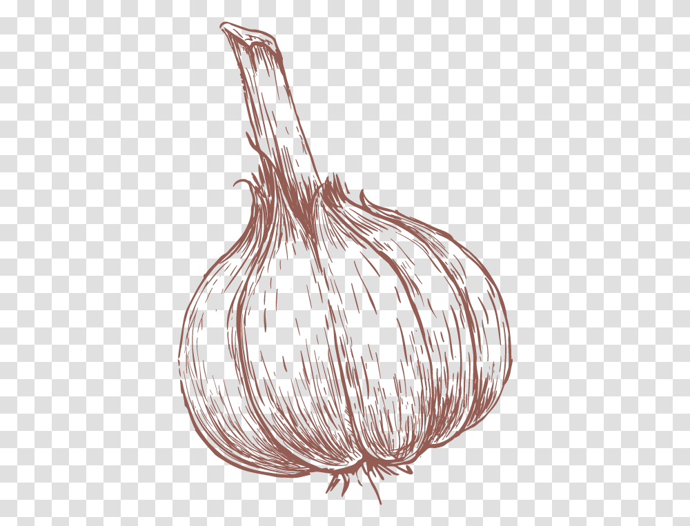 Garlic Drawing Download Drawn Garlic, Plant, Vegetable, Food, Root Transparent Png