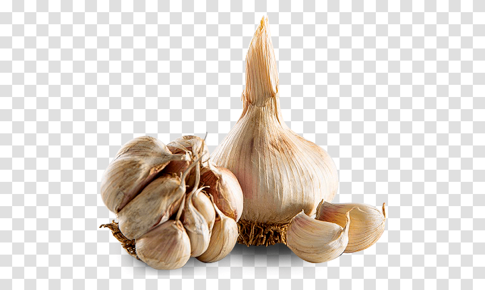 Garlic Elephant Garlic, Plant, Vegetable, Food, Fungus Transparent Png