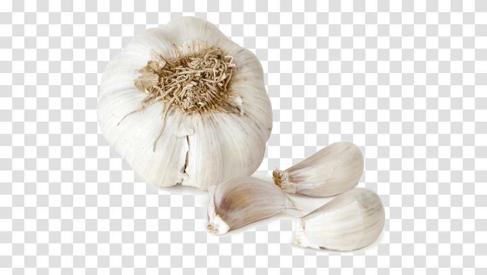 Garlic File Images File Garlic Free, Plant, Vegetable, Food, Bird Transparent Png