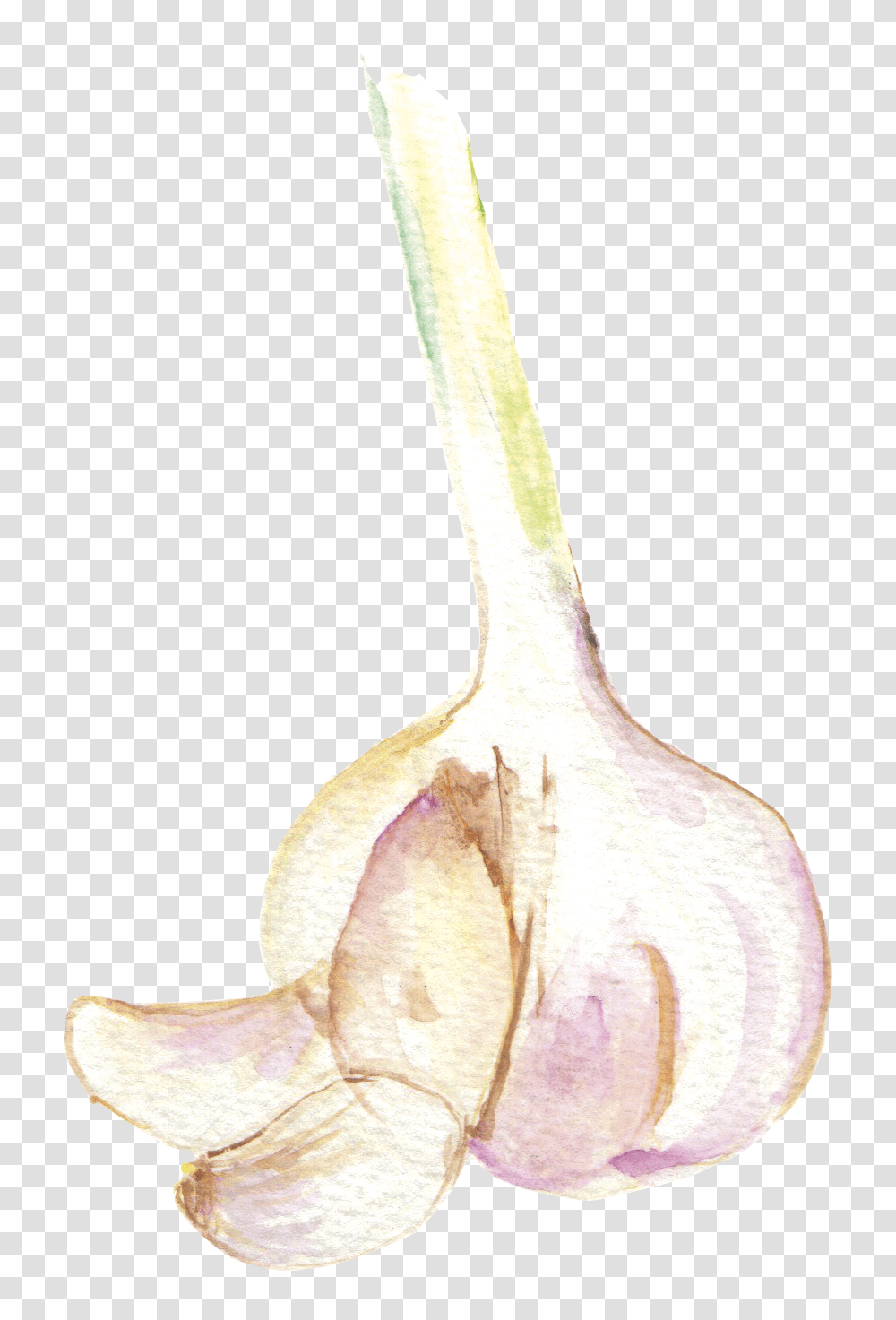 Garlic Garlic Watercolor, Plant, Snake, Food, Grass Transparent Png