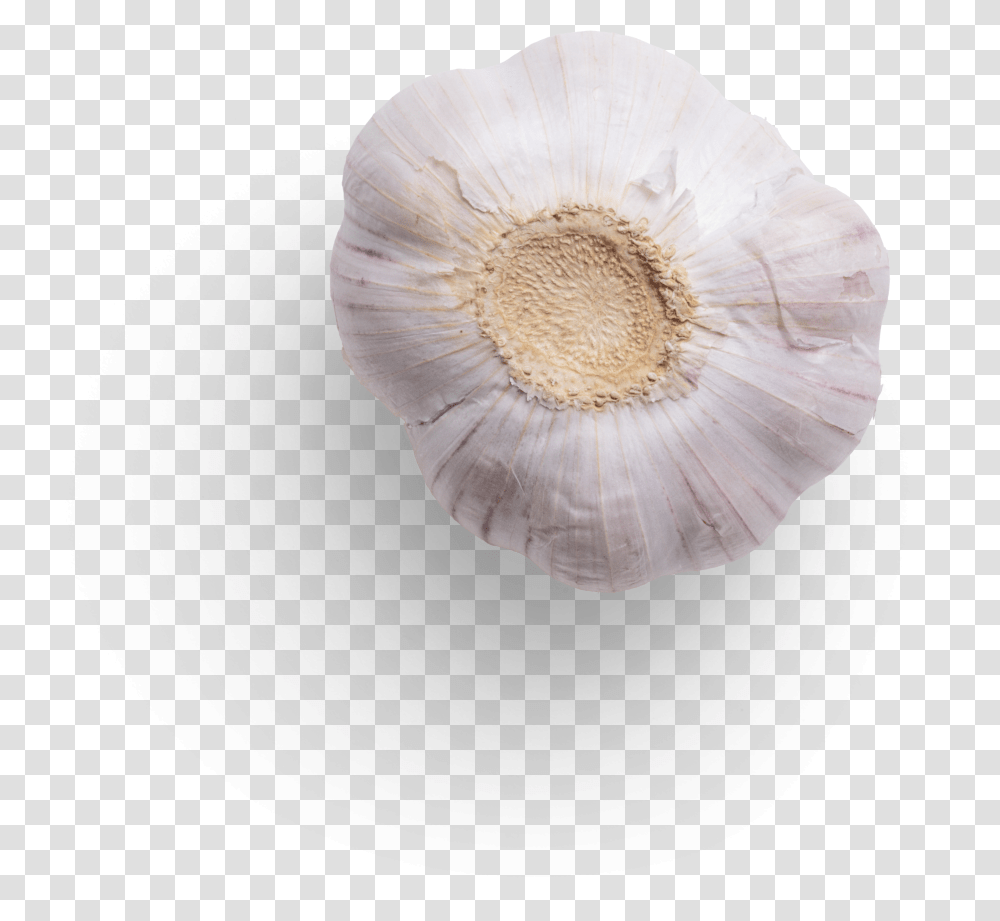 Garlic Graphic Asset Anemone Transparent Png