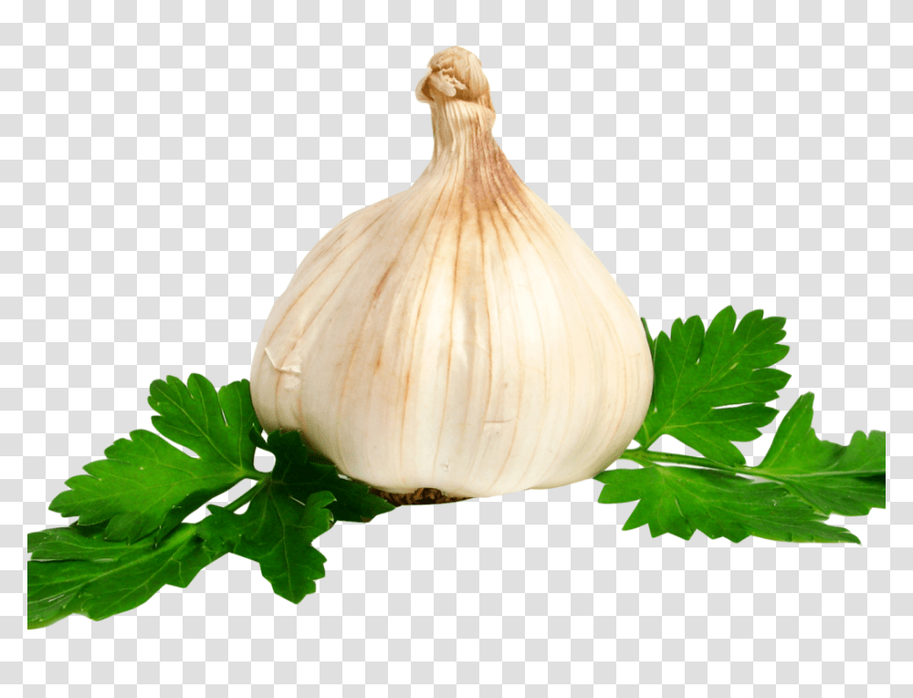 Garlic Image Best Stock Photos, Plant, Vase, Jar, Pottery Transparent Png