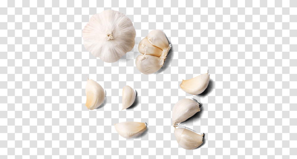 Garlic Image Garlic From Top, Plant, Vegetable, Food, Fungus Transparent Png