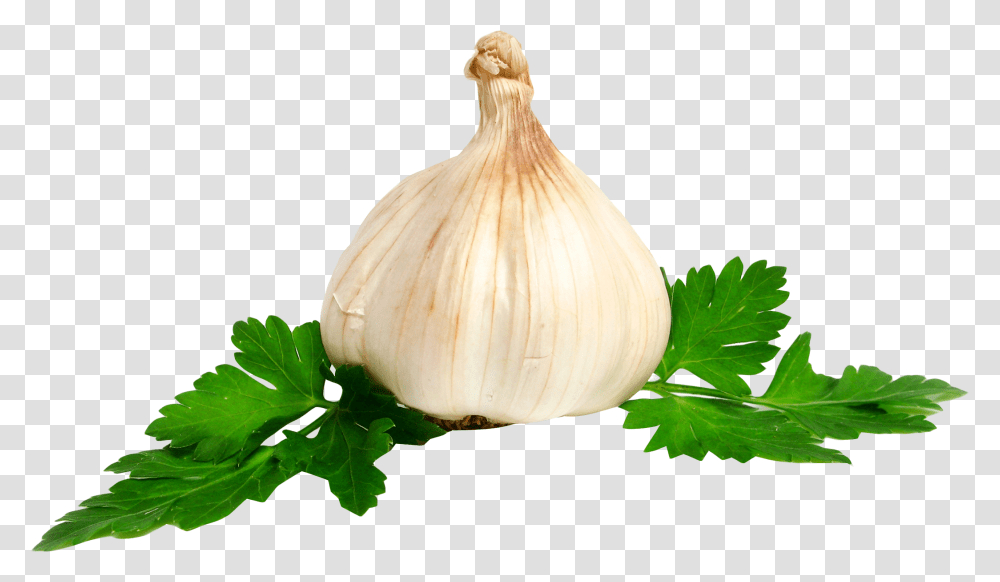 Garlic Image Garlic No Background, Plant, Vase, Jar, Pottery Transparent Png