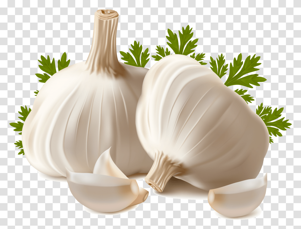 Garlic Image Garlic, Plant, Vegetable, Food, Fungus Transparent Png