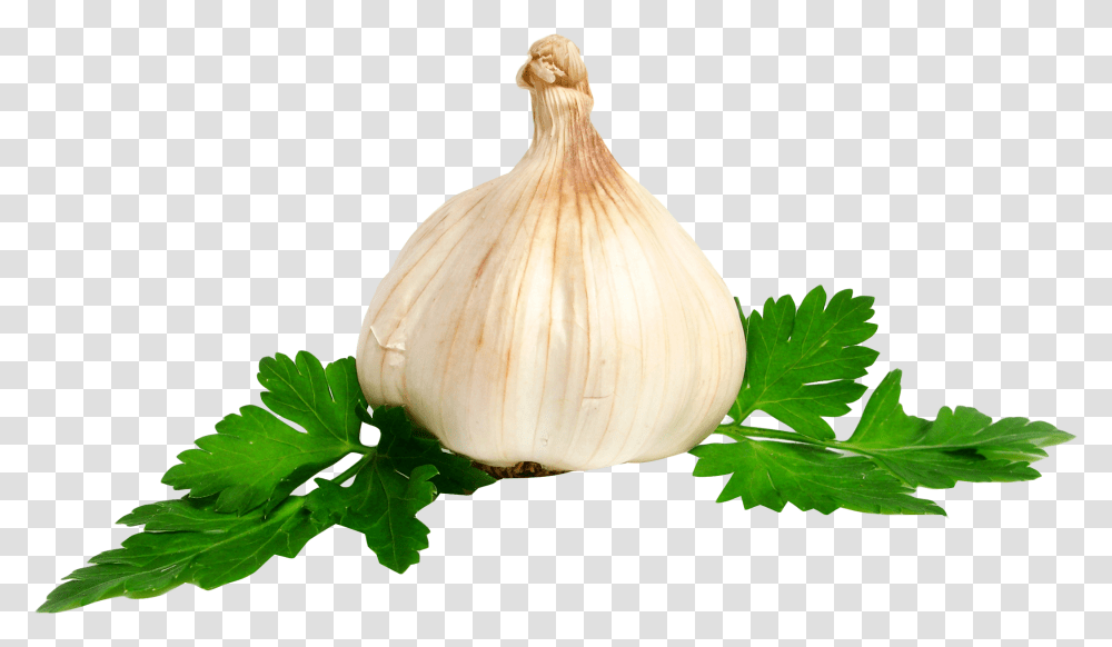 Garlic Image, Plant, Vase, Jar, Pottery Transparent Png