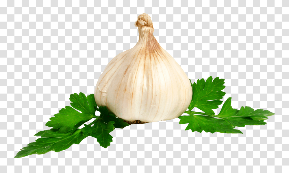 Garlic Image, Vegetable, Plant, Vase, Jar Transparent Png