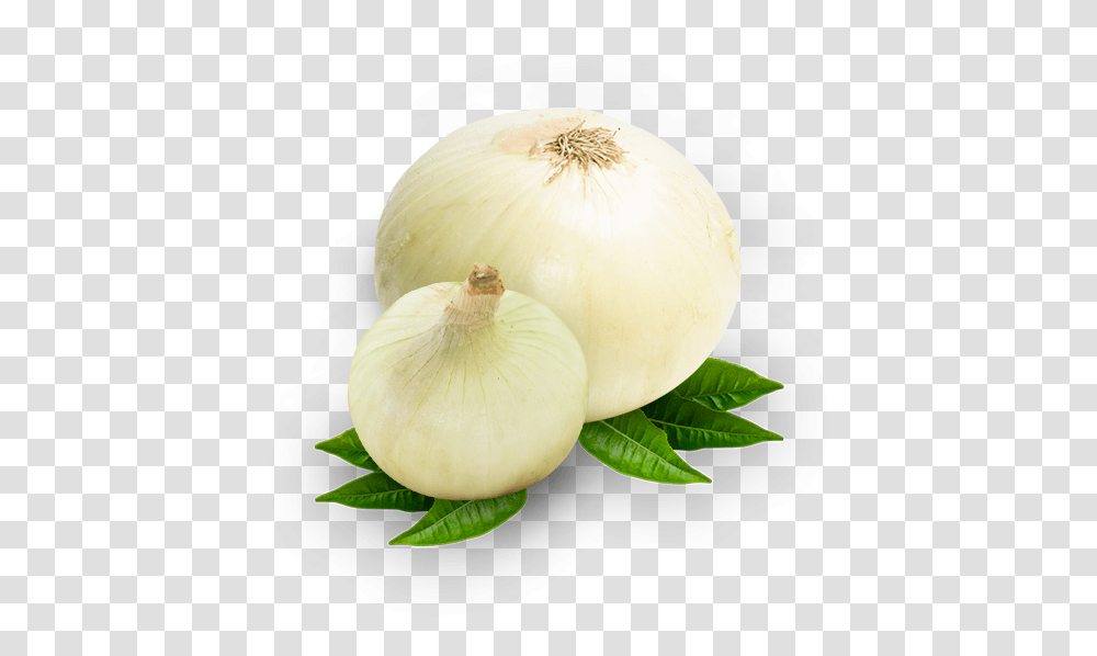 Garlic, Plant, Food, Vegetable, Onion Transparent Png