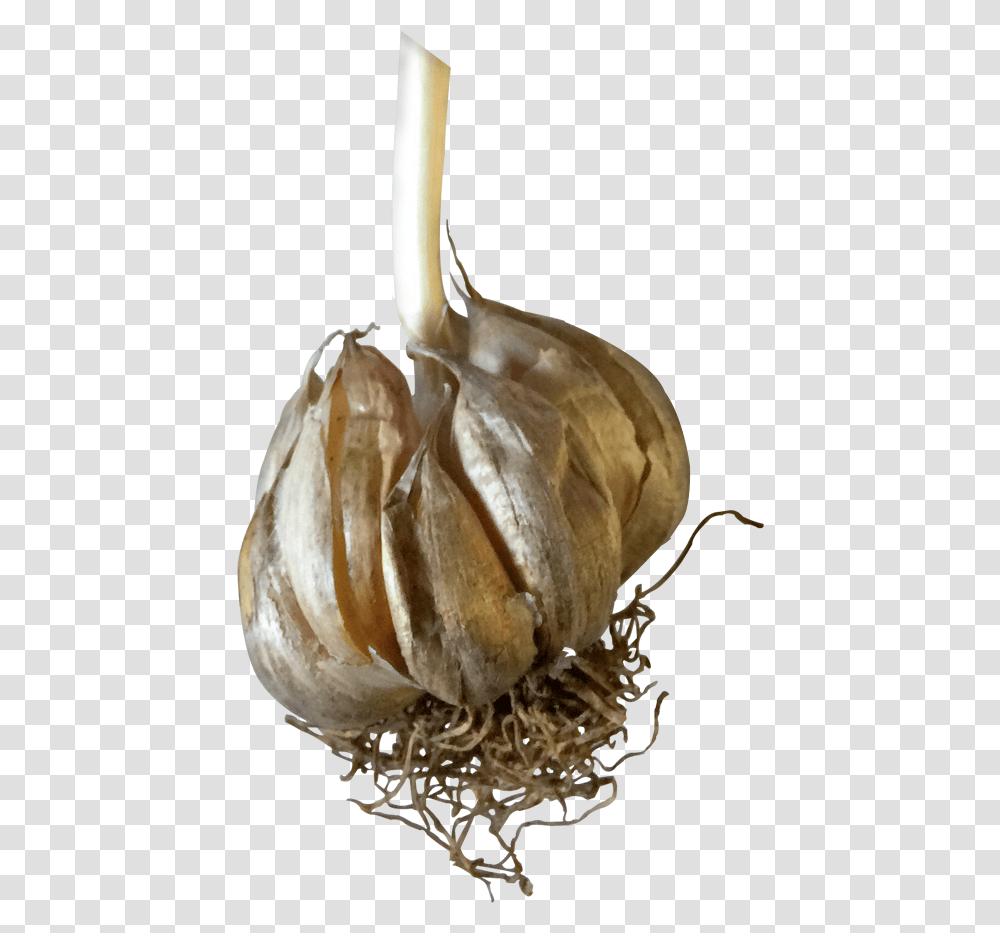 Garlic, Plant, Vegetable, Food, Produce Transparent Png