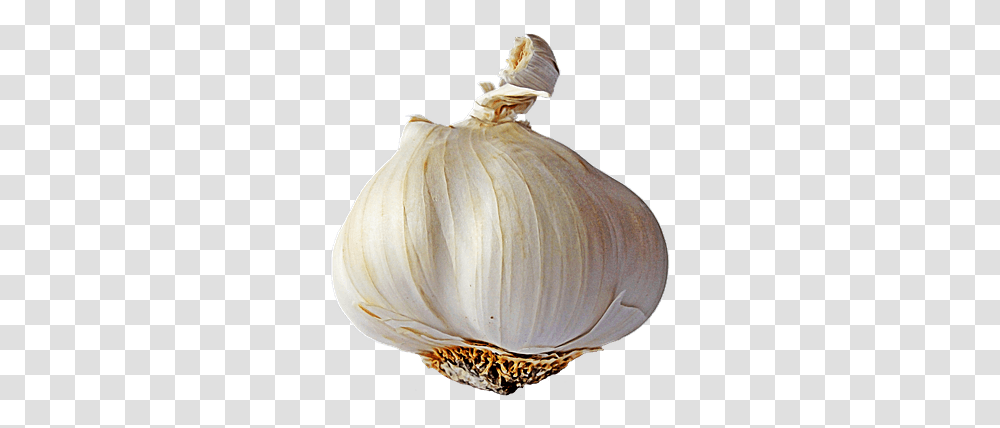 Garlic Single Garlic With No Background, Plant, Vegetable, Food, Wedding Gown Transparent Png