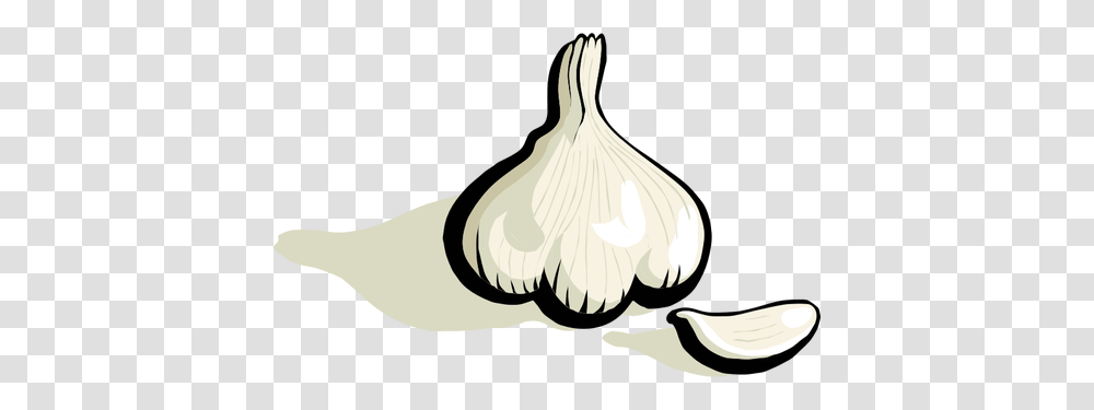 Garlic Vector Clip Art, Plant, Vegetable, Food Transparent Png