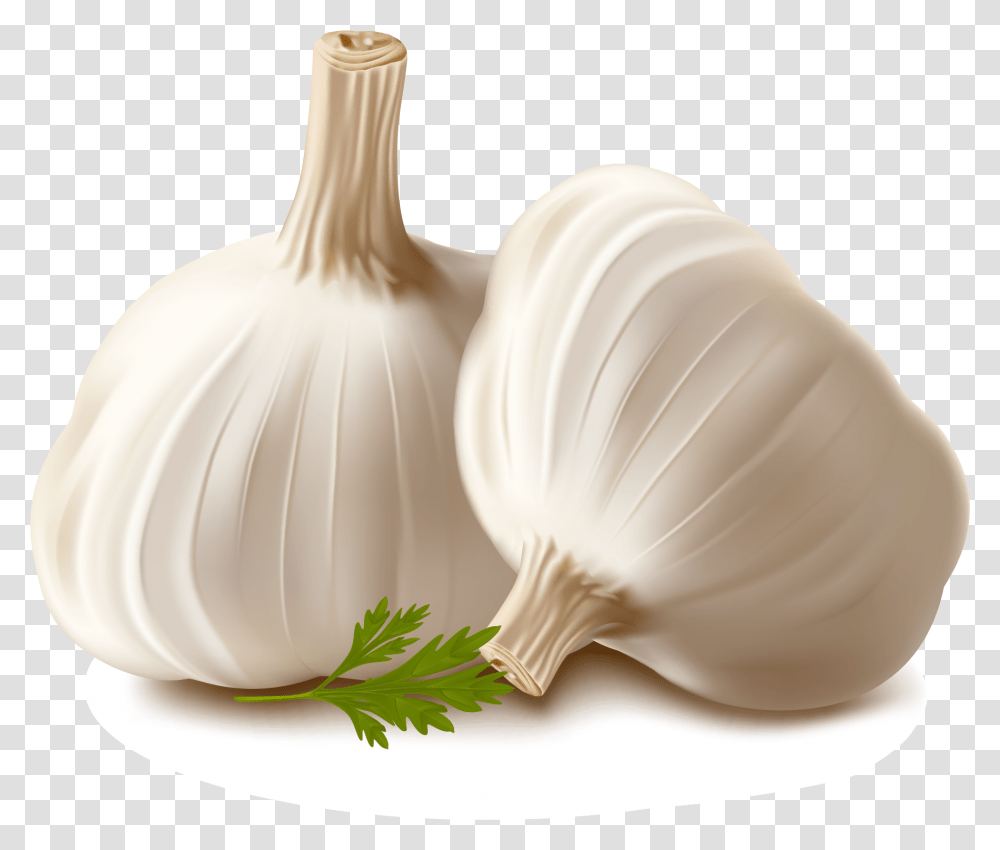 Garlic Vector, Plant, Vegetable, Food, Mixer Transparent Png