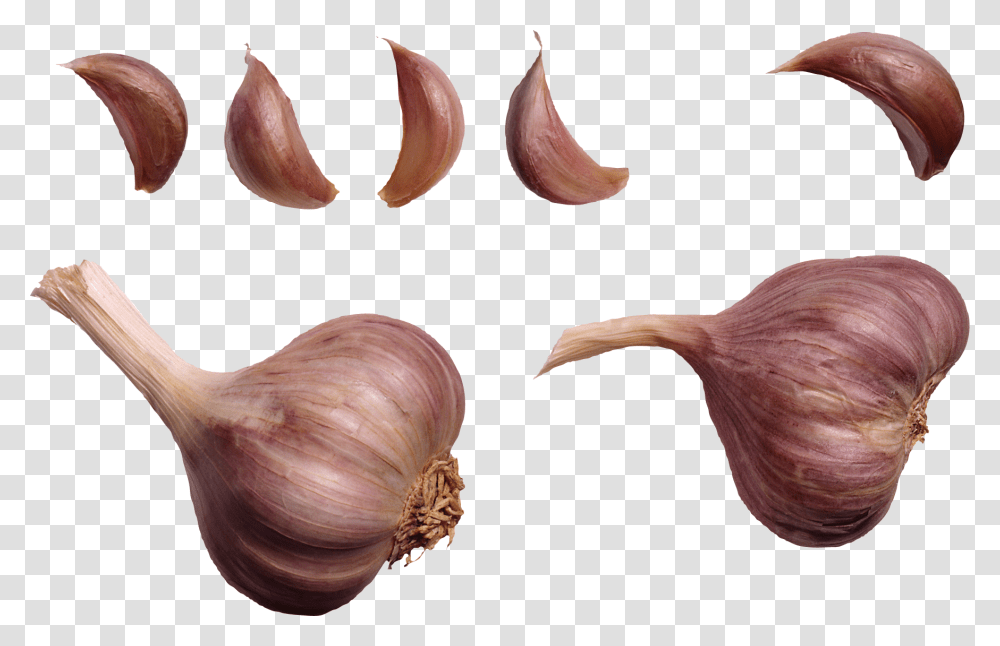 Garlic, Vegetable, Plant, Food, Bird Transparent Png