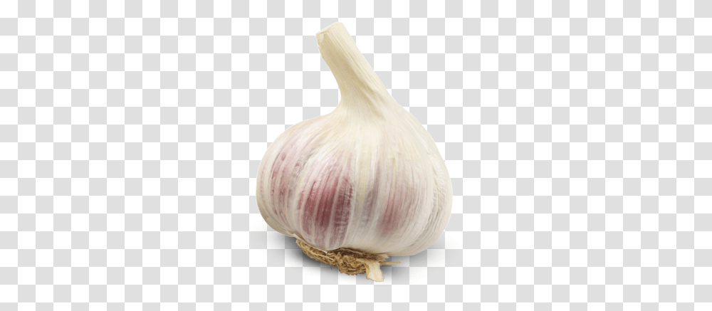 Garlic, Vegetable, Plant, Food, Bird Transparent Png