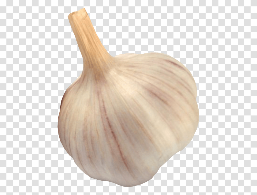 Garlic, Vegetable, Plant, Food, Fungus Transparent Png