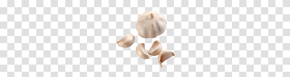 Garlic, Vegetable, Plant, Food, Fungus Transparent Png
