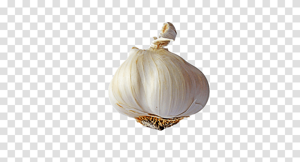 Garlic, Vegetable, Plant, Food, Fungus Transparent Png