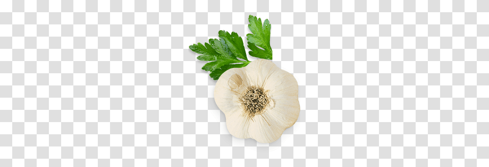 Garlic, Vegetable, Plant, Food, Jar Transparent Png