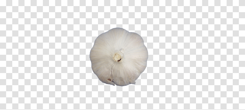 Garlic, Vegetable, Plant, Food, Rug Transparent Png