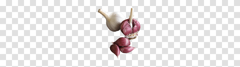 Garlic, Vegetable, Plant, Food Transparent Png