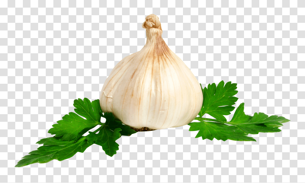 Garlic, Vegetable, Plant, Vase, Jar Transparent Png