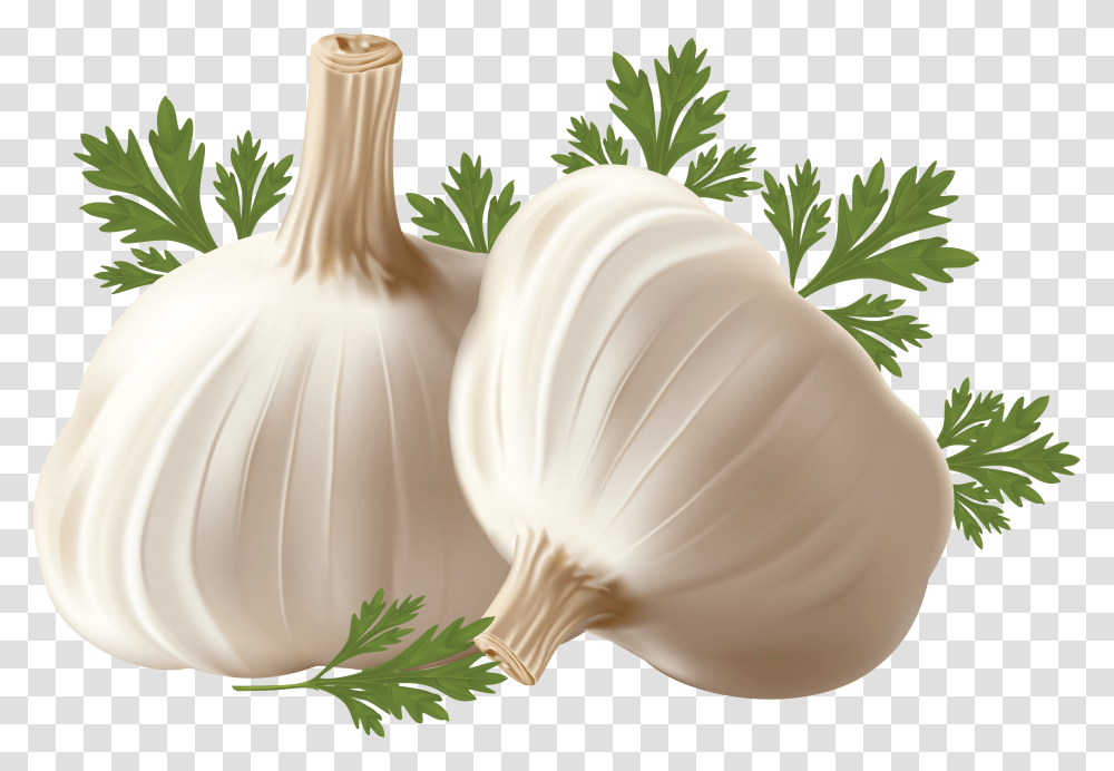 Garlic, Vegetable Transparent Png