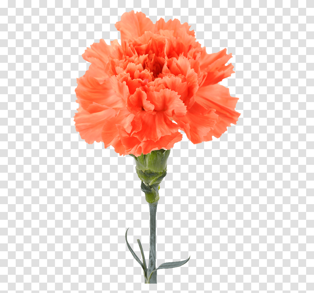 Garofano Arancio, Plant, Carnation, Flower, Blossom Transparent Png