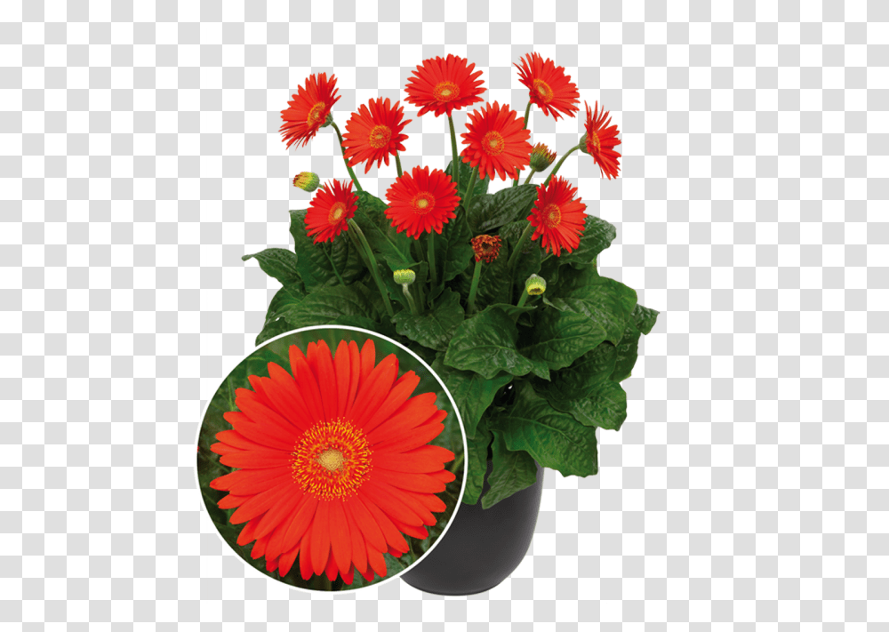 Garvinea Sweet Glow All Season Flowers In Canada, Plant, Potted Plant, Vase, Jar Transparent Png