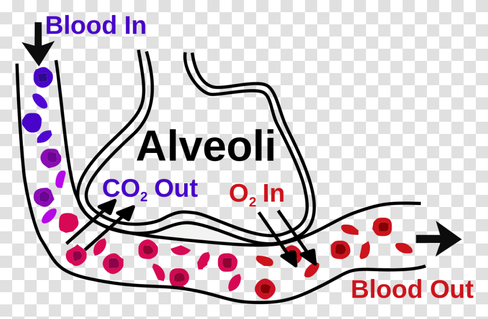 Gas Exchange Transparent Png