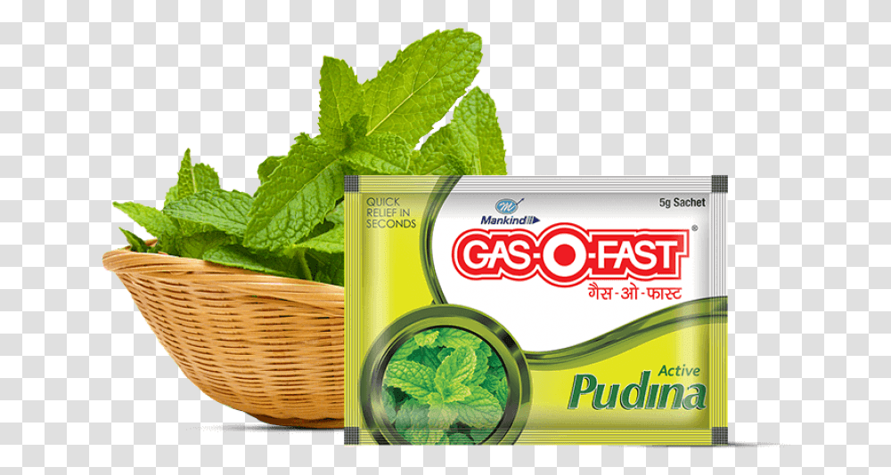 Gaso Fast Pudina Gasofast, Potted Plant, Vase, Jar, Pottery Transparent Png
