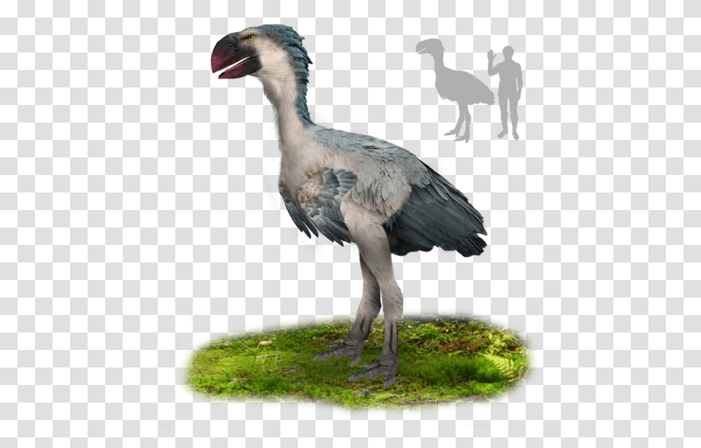 Gastornis, Bird, Animal, Dodo, Beak Transparent Png