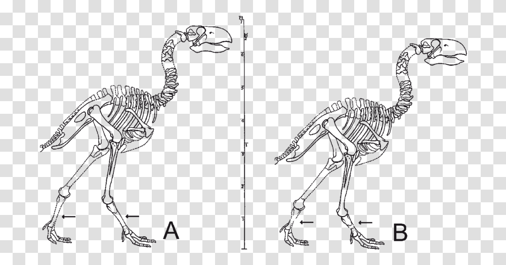 Gastornis Skeleton, Bird, Animal Transparent Png