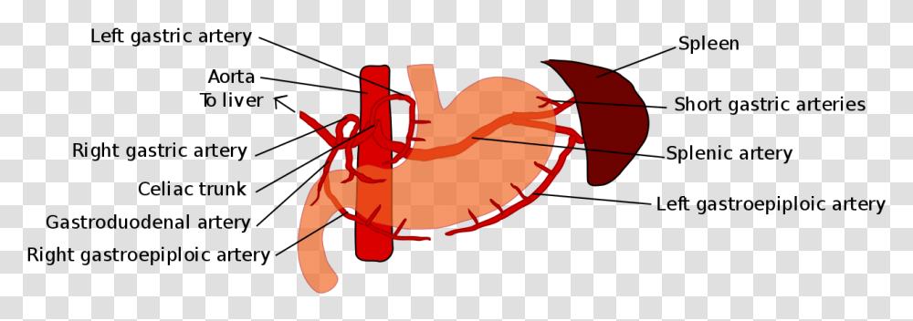 Gastric Blood Supply, Animal, Insect, Invertebrate, Ant Transparent Png