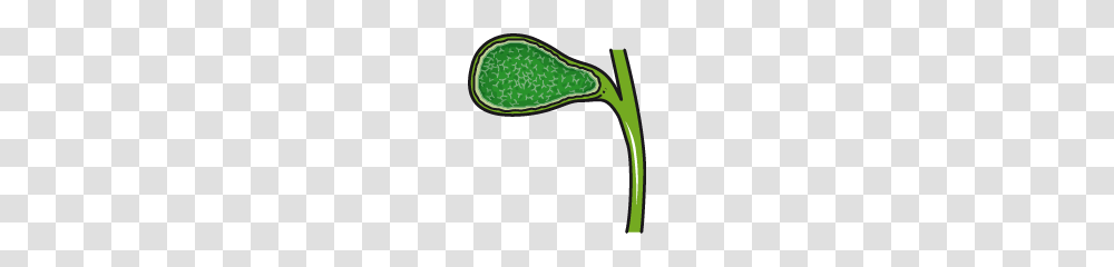 Gastroenterology Archives, Plant, Produce, Food, Vegetable Transparent Png