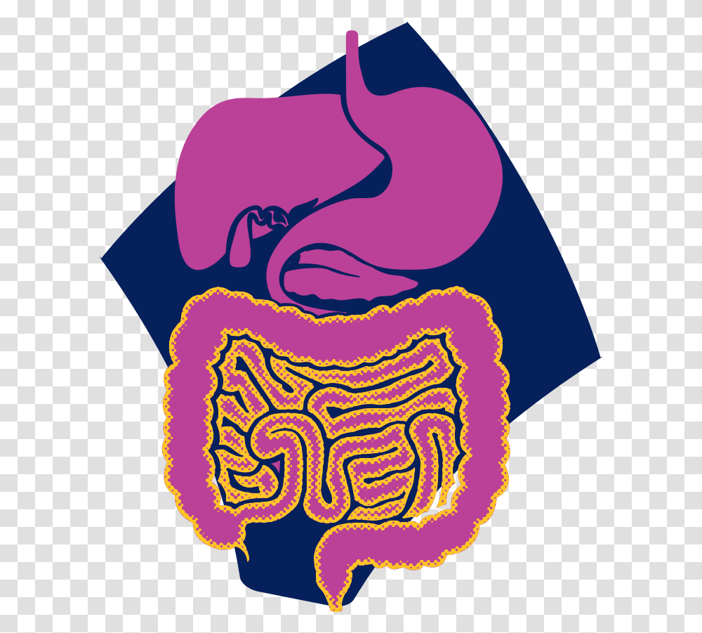 Gastrointestinal Tract Highlighted Showing The Decreased, Label Transparent Png