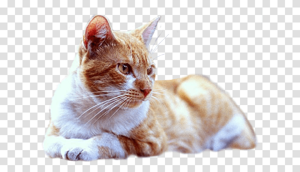 Gato Tumbado, Manx, Cat, Pet, Mammal Transparent Png