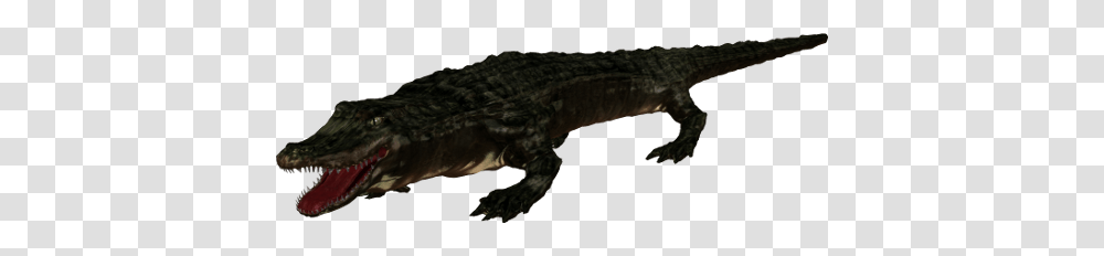 Gator, Crocodile, Reptile, Animal, Alligator Transparent Png