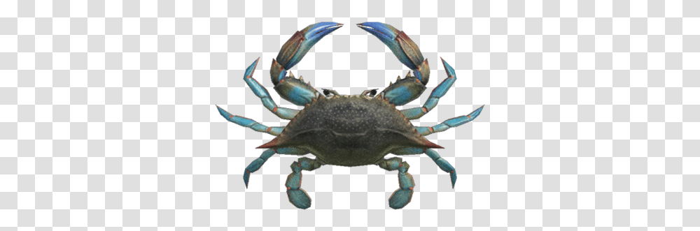 Gazami Crab Animal Crossing New Horizons Gazami Crab, Seafood, Sea Life, Turtle, Reptile Transparent Png