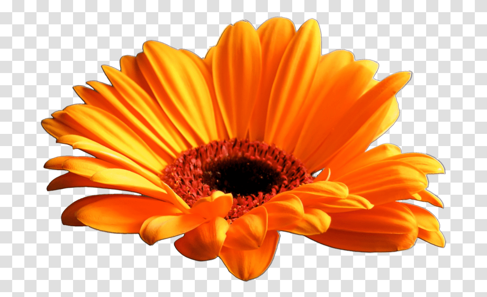 Gazania Download Image Gerbera Daisy Flower Background, Plant, Blossom, Petal, Daisies Transparent Png