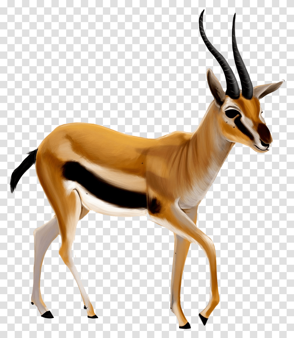 Gazelle Antelope, Wildlife, Mammal, Animal, Horse Transparent Png