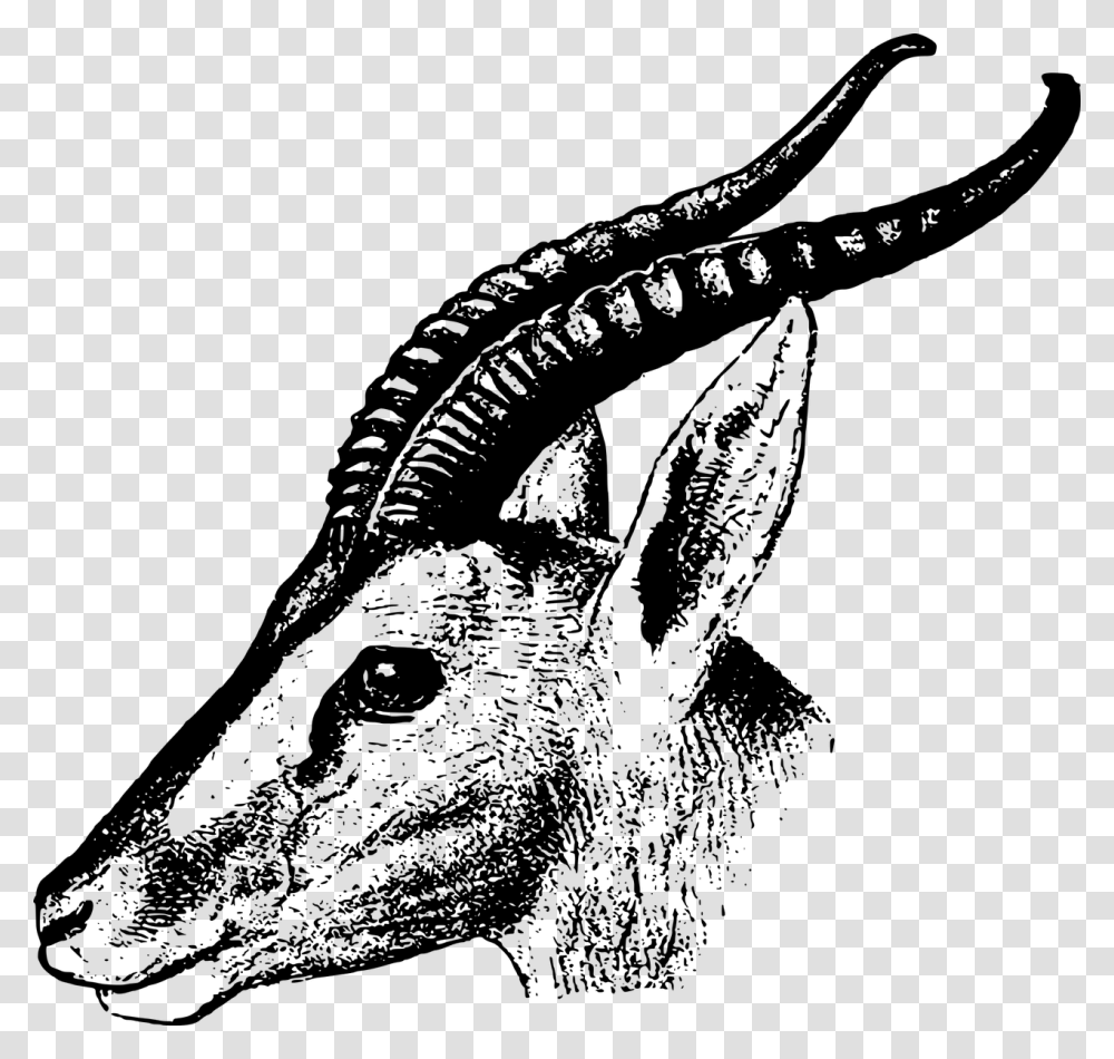 Gazelle Black And White Animal, Gray, World Of Warcraft Transparent Png