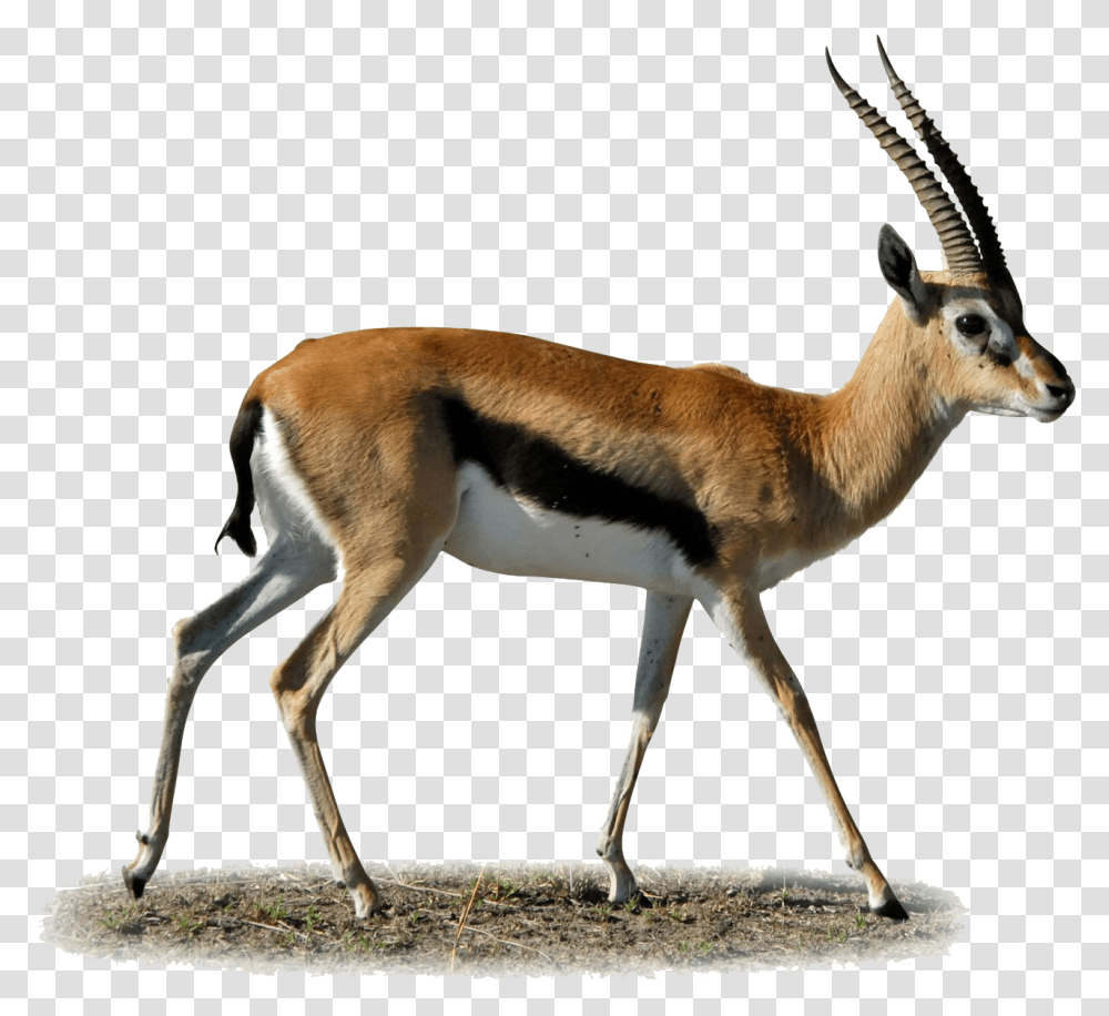 Gazelle Clipart Gazelle, Antelope, Wildlife, Mammal, Animal Transparent Png