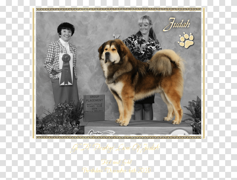Gch Drakyi Lion Of Judah Ancient Dog Breeds, Person, Pet, Canine, Animal Transparent Png