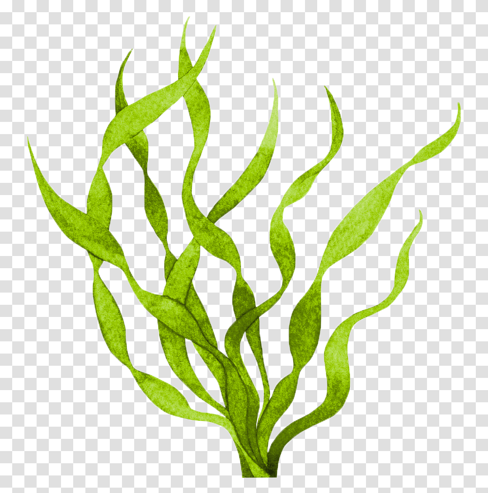 Gdg Seaweed, Plant Transparent Png