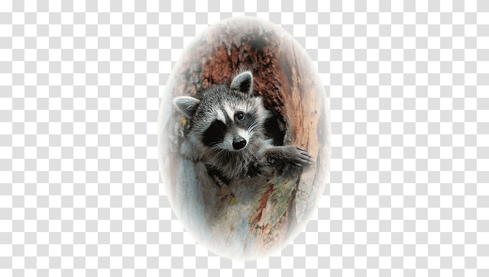 Geauga History Gcgsv3 Animal, Mammal, Rat, Rodent, Raccoon Transparent Png