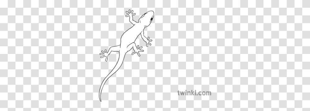 Gecko General Animal Reptile Lizard Secondary Black And Pick Up Sticks, Person, Human, Anole Transparent Png