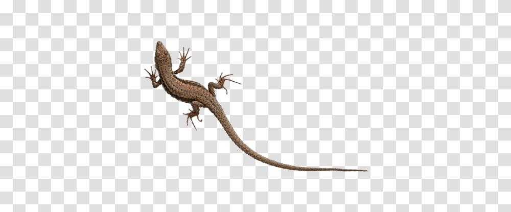 Gecko, Iguana, Lizard, Reptile, Animal Transparent Png