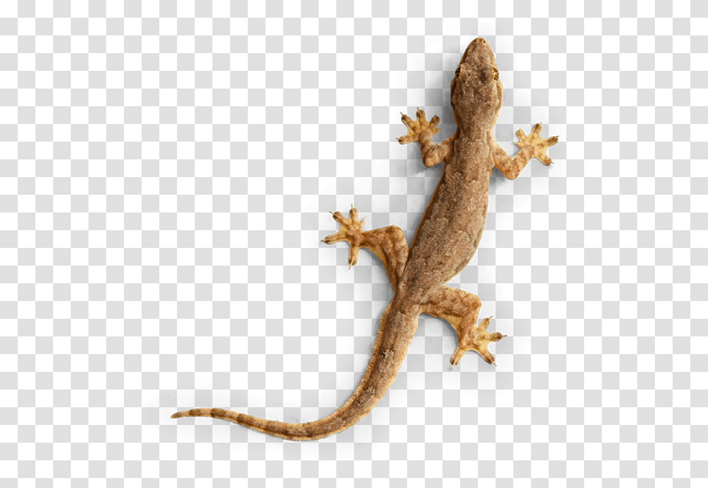 Gecko Img House Lizards, Reptile, Animal, Cross Transparent Png