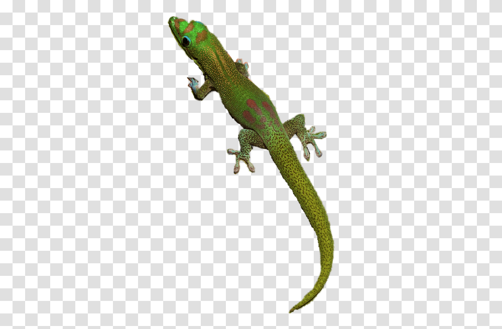 Geckos File Mart, Lizard, Reptile, Animal, Green Lizard Transparent Png