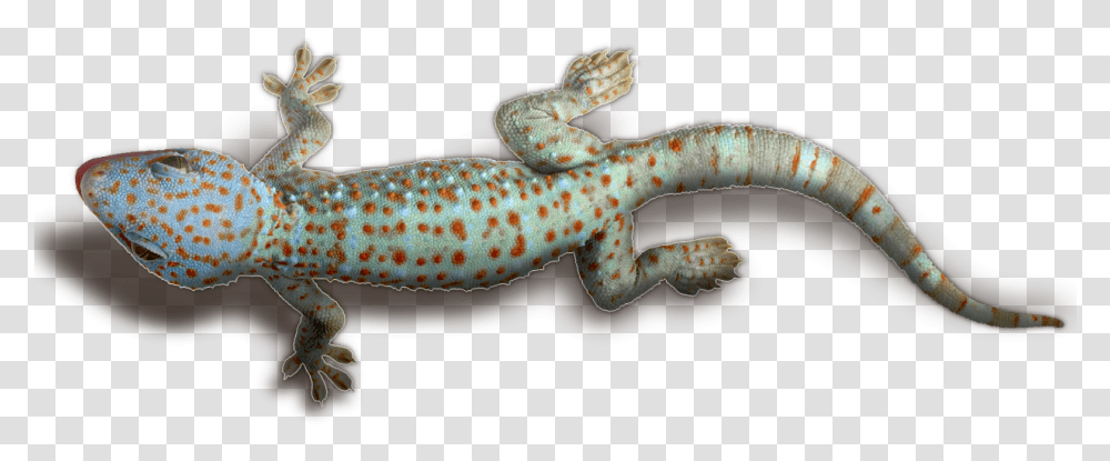 Geckos Mart Gecko Images Background, Lizard, Reptile, Animal, Dinosaur Transparent Png